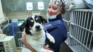 Rocky Mountain Animal Rescue 1. évad Ep.2 2. epizód
