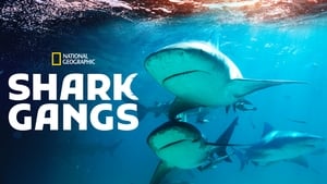 Shark Gangs háttérkép