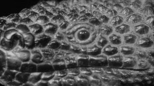 The Giant Gila Monster háttérkép