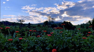Half a Summer on Waterpenny Farm háttérkép