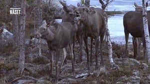 Den stora älgvandringen Specials Ep.22 22. epizód