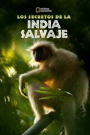 Vad India poszter