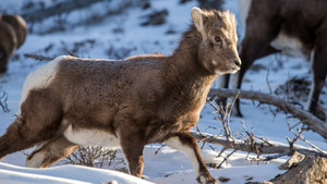 Vieillir dans la nature kép