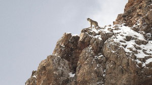 La Panthère des neiges háttérkép
