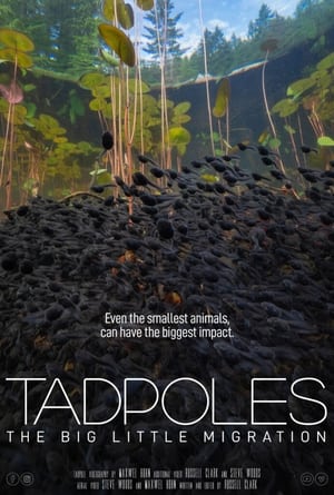 Tadpoles: The Big Little Migration poszter