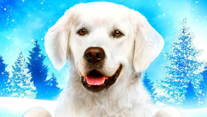 Adventures of Bailey: Christmas Hero háttérkép