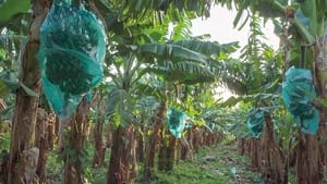 Tu crois que la terre est chose morte háttérkép