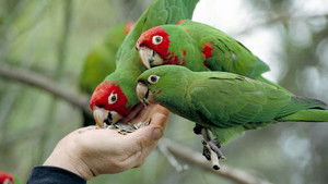 The Wild Parrots of Telegraph Hill háttérkép