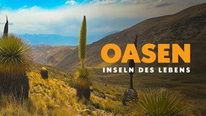 Oasen: Inseln des Lebens háttérkép