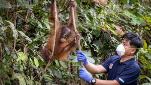 Orang-Utans - Borneos Waldmenschen háttérkép