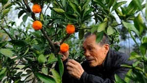 The Orange Tree And The Boy háttérkép