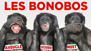 Les Bonobos háttérkép