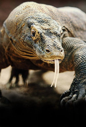 Les monstres de Komodo : une histoire d'amour poszter