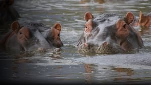 Hippo Supremacy háttérkép