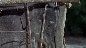 Flipper Season 1 Ep.24 24. epizód