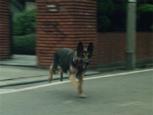 特警ウインスペクター 1. évad Ep.9 9. epizód