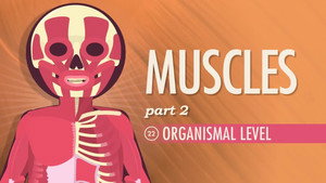 Crash Course Anatomy & Physiology 1. évad Ep.22 22. epizód
