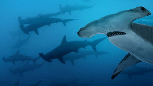 Most Wanted Sharks háttérkép