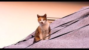 고양이 집사 háttérkép