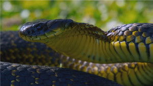 Snake Island: Wild & Deadly háttérkép