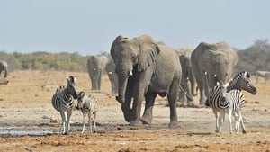 Elephant king háttérkép