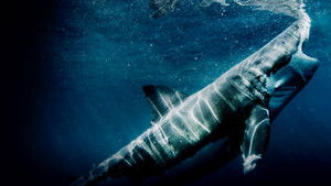 Great Shark Chow Down háttérkép