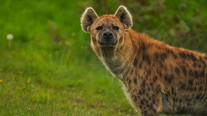 Naabi: A Hyena Princess háttérkép