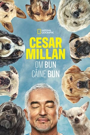 Cesar Millan: Jó gazdi, jó kutya poszter