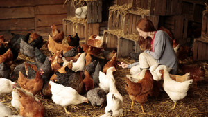 Au fil des saisons háttérkép