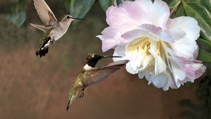 First Flight: A Mother Hummingbird's Story háttérkép