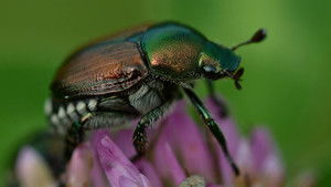 Fabelhafte Insekten - Käfer háttérkép