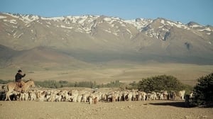 Transhumance háttérkép