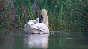 Springwatch 10. évad Ep.5 5. epizód