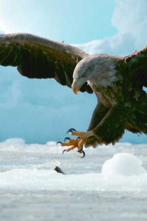 ワイルドライフ「北海道　オジロワシ舞う大地　密着！絶滅危惧種レスキュー」