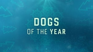 Dogs of the Year kép