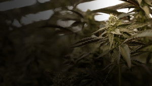 Cannabis : Une enquête de Mathieu Kassovitz et Antoine Robin háttérkép