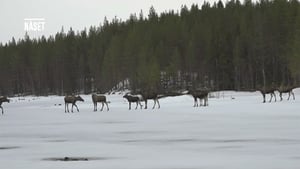 Den stora älgvandringen Season 1 Ep.7 7. epizód