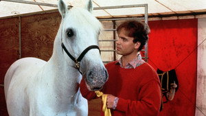 Mein Freund, der Lipizzaner háttérkép
