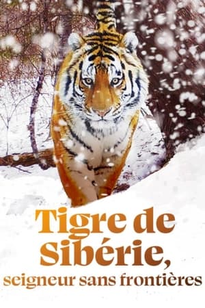 Tigre de Sibérie, seigneur sans frontières poszter