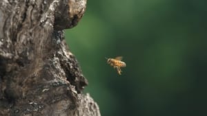 Tagebuch einer Biene háttérkép