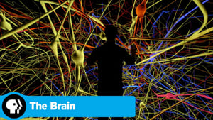 The Brain with David Eagleman 1. évad Ep.1 1. epizód