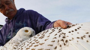 The Snowy Owls of Logan Airport háttérkép