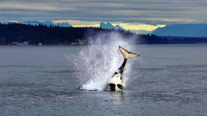 Orcas - Life in Black and White háttérkép