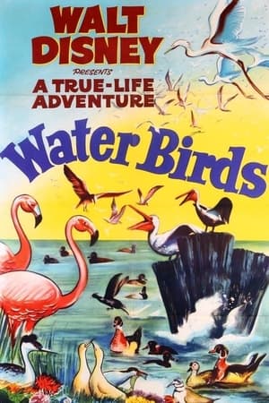 Water Birds poszter