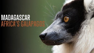 Madagaszkár Afrika Galapagosa háttérkép