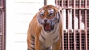 Fort Boyard (Deutschland) Season 5 Ep.3 3. epizód