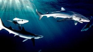 Great Shark Chow Down háttérkép