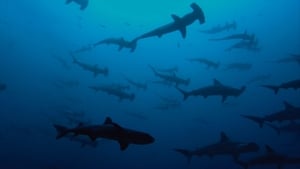 Sharkwater Extinction háttérkép