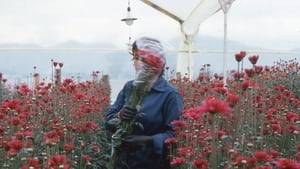 Amor, mujeres y flores háttérkép