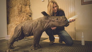 Stroop: Journey into the Rhino Horn War háttérkép